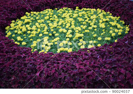 A bed of beautiful yellow marigolds A bed of beautiful yellow marigolds 90024037