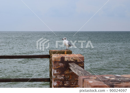 One seagull sits on a old sea pier. 90024097