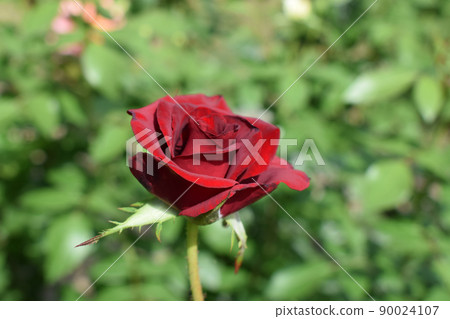 Red Rose on the Branch in the Garden. Blooming red rose 90024107