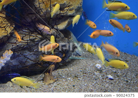Small bright African fish Labidochromis caeruleus. 90024375