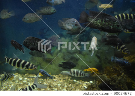 leporinus affinis in fish tank leporinus affinis in fish tank 90024672