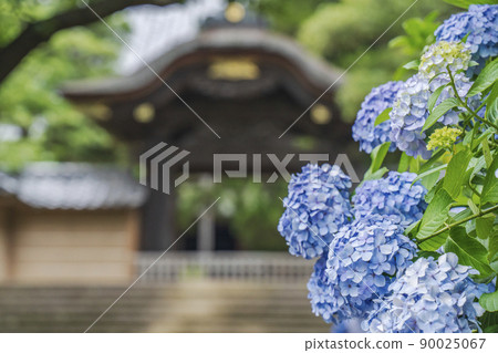 Hydrangea blooming on the approach to Engakuji Temple in early summer [Kamakura City, Kanagawa Prefecture] 90025067