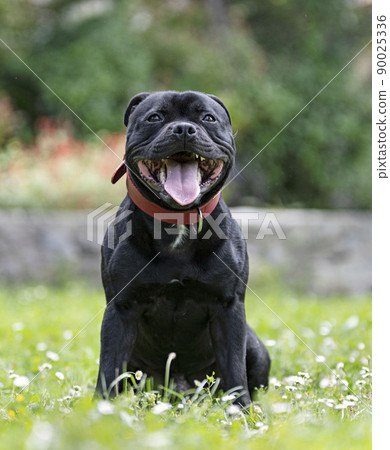 staffordshire bull terrier staffordshire bull terrier 90025336
