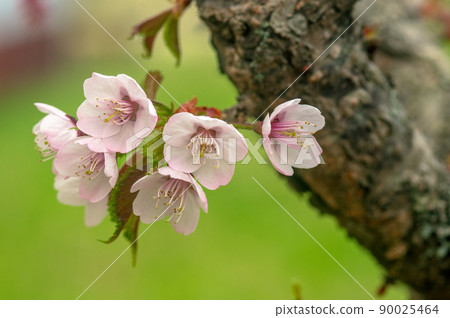 Flowering of Chishima cherry tree 90025464