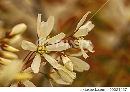 六月漿果花 六月漿果花 90025467