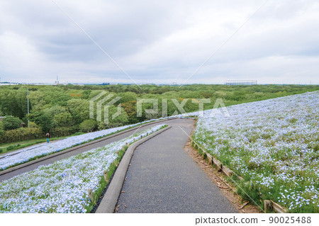Nemophila field in Hitachinaka City, Ibaraki Prefecture 90025488