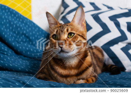 Bengal cat lies on bed. Close up. Bengal cat lies on bed. Close up. 90025609