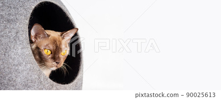 Burmese cat looking from house. Light background. Burmese cat looking from house. Light background. 90025613