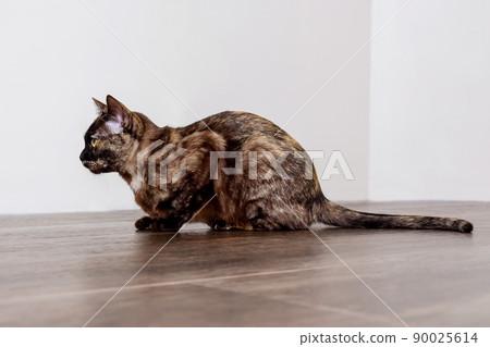 Burmese cat sitting on floor. Side view. Burmese cat sitting on floor. Side view. 90025614