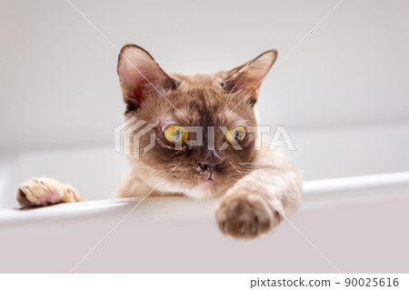 Funny burmese cat sitting highly, looking down. Funny burmese cat sitting highly, looking down. 90025616