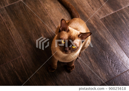 Burmese cat waiting for food. Top view. Burmese cat waiting for food. Top view. 90025618