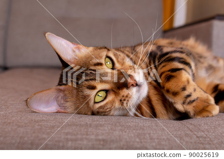 Bengal cat portrait. Lying on sofa. Close-up. Bengal cat portrait. Lying on sofa. Close-up. 90025619