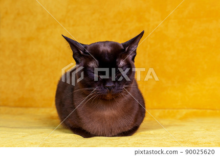 Brown Burmese cat sleeping on yellow background. Brown Burmese cat sleeping on yellow background. 90025620