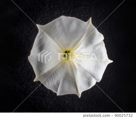 Delicate flower on a black background. On black background. 90025732