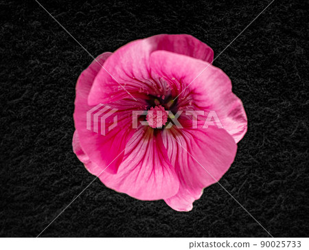 Beautiful flower on a black background. View above. 90025733