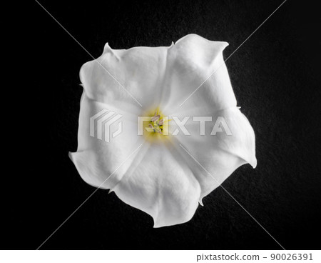 Delicate flower on black background. Macro photo. Delicate flower on black background. Macro photo. 90026391