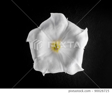 Beautiful flower on black background. View from above. Beautiful flower on black background. View from above. 90026725