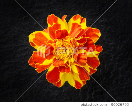 Beautiful flower on a black background. For design. Nature. 90026793