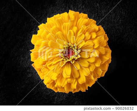 Close-up of flower on black background. View from above. Close-up of flower on black background. View from above. 90026832