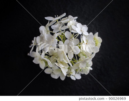 Studio shot of flower on a black background. Bright and beautiful flower. Studio shot of flower on a black background. Bright and beautiful flower. 90026969