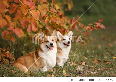 Two dogs of welsh corgi pembroke breed sitting together in autumn nature 90027360