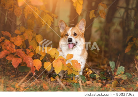 Portrait of cute welsh corgi pembroke breed dog in autumn forest 90027362