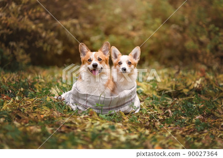 Two welsh corgi pembroke breed dogs sitting together wearing scarf in forest Two welsh corgi pembroke breed dogs sitting together wearing scarf in forest 90027364