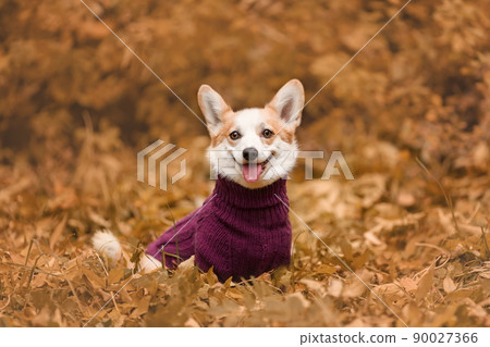 Portrait of smiling welsh corgi pembroke breed dog wearing knitted sweater in autumn Portrait of smiling welsh corgi pembroke breed dog wearing knitted sweater in autumn 90027366