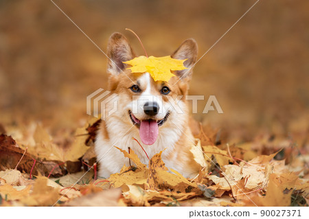 Happy dog of welsh corgi pembroke breed among fallen leaves in autumn 90027371