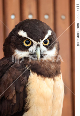 Spectacled owl Spectacled owl 90027511