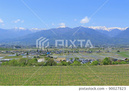 5月安曇野葡萄園和北阿爾卑斯 5月安曇野葡萄園和北阿爾卑斯 90027823