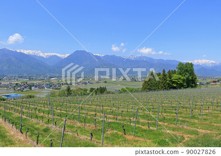 5月安曇野葡萄園和北阿爾卑斯 90027826