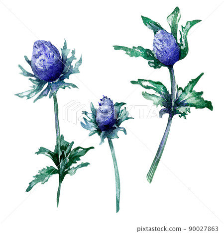 Meadow blue flowers, feverweed watercolor illustration on white background 90027863