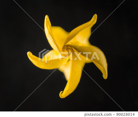 Delicate flower on a black background. Bright and beautiful flower. 90028014