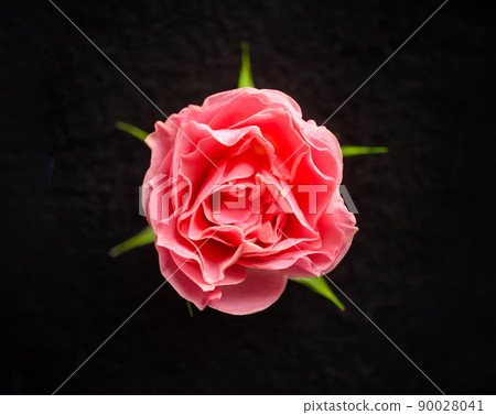 Top view of a flower on a black background. View above. Top view of a flower on a black background. View above. 90028041