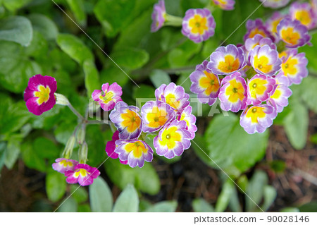 Primrose flowers on a bed in a blooming garden Primrose flowers on a bed in a blooming garden 90028146
