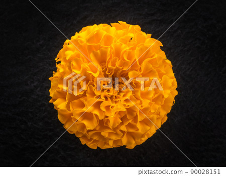 One flower on a black background. On a dark background. One flower on a black background. On a dark background. 90028151