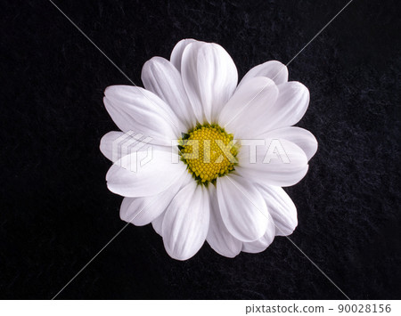 Studio shot of flower on a black background. Macro photo. Studio shot of flower on a black background. Macro photo. 90028156