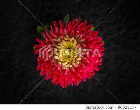 Studio shot of flower on black background. Flat lay, top view. Studio shot of flower on black background. Flat lay, top view. 90028177