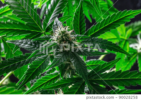 Blooming cannabis plant with green leaves and white and yellow flowers Blooming cannabis plant with green leaves and white and yellow flowers 90028258