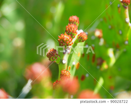 Close-up of spring prickly pear cactus lined with buds 90028722