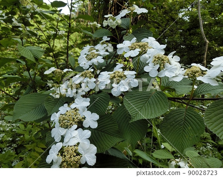 Yabudemari (Taheiteraniwa, Akita City, 5/20) 90028723