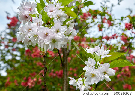 Cherry sakura flowers against the backdrop of a blooming garden 90029308