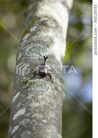 Beetle Beetle 90029593