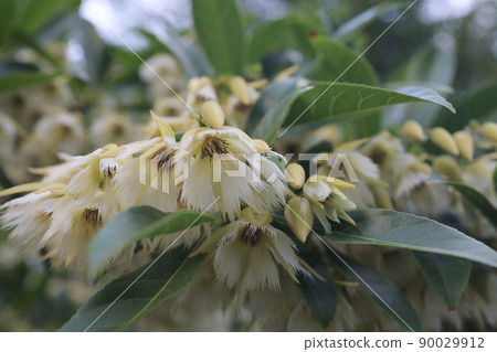 the branch of White Blueberry Ash flowers the branch of White Blueberry Ash flowers 90029912