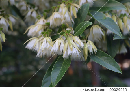 the branch of White Blueberry Ash flowers the branch of White Blueberry Ash flowers 90029913