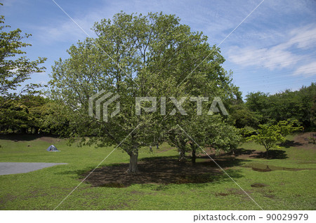 Kishine Park, Kishine-cho, Kohoku-ku, Yokohama-shi, Kanagawa 90029979