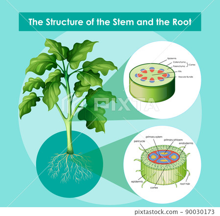 Diagram showing the structure of the stem and the root 90030173