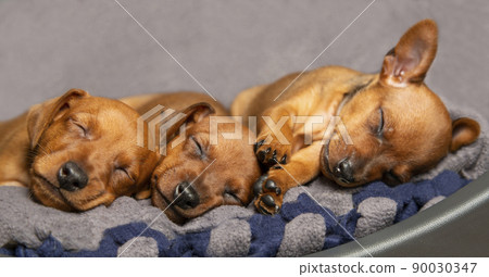 Muzzles of sleeping puppies close-up. Mini pinscher brown. 90030347