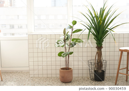 Ficus plants and palm trees against a white wall against the background of a balcony window. Modern interior design. High quality photo Ficus plants and palm trees against a white wall against the background of a balcony window. Modern interior design. High quality photo 90030459